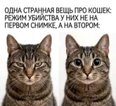 Включён режим Убийцы.webp