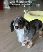 Собака, которая объелась снотворного, завирусилась в соцсетях.webp