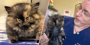 Котёнка, который раздулся как воздушный шарик, спасли в ветклинике Калифорнии.webp