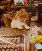 В Стамбуле любят кошек.webp