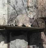 Манул Тимофей выбрался из домика, чтобы покайфовать на солнышке. 4.webp