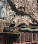 Манул Тимофей выбрался из домика, чтобы покайфовать на солнышке.....webp