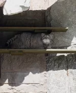 Манул Тимофей выбрался из домика, чтобы покайфовать на солнышке...webp