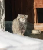 Манул Тимофей выбрался из домика, чтобы покайфовать на солнышке..webp