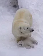 Белый медвежонок родился в зоопарке Новосибирск.webp