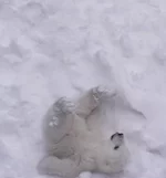 Белый медвежонок родился в зоопарке Новосибирска 4.webp