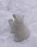 Белый медвежонок родился в зоопарке Новосибирска....webp