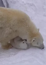 Белый медвежонок родился в зоопарке Новосибирска.webp