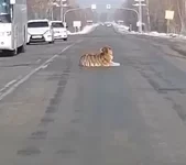 Тигр перекрыл движение на трассе в Хабаровском крае.webp