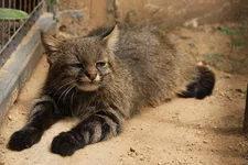 пампасской кошки 2.webp