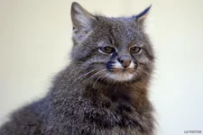 пампасской кошки..webp