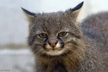 пампасской кошки.webp