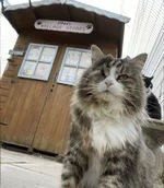 Пожилых кошек, которым грозит эвтаназия.webp