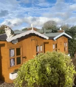 Пожилых кошек, которым грозит эвтаназия..webp