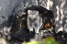 Манул Тимоша обречён стать инцелом.webp