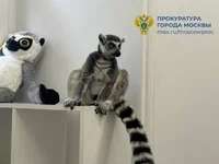 Кошачьего лемура, развлекавшего посетителей антикафе в Москве, изъяли.webp