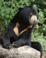 Какой самый маленький медведь в мире.webp