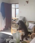 Огромный бабуин-воришка стал звездой соцсетей.webp