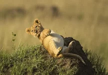 Фотограф заснял в Африке львёнка, который так сильно наелся, что не мог пошевелиться....webp