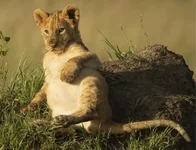 Фотограф заснял в Африке львёнка, который так сильно наелся, что не мог пошевелиться..webp