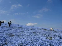 В Японии начался сезон цветения голубой немофилы 4.webp