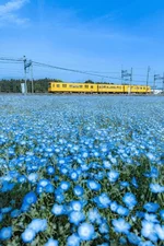 В Японии начался сезон цветения голубой немофилы..webp