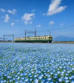 В Японии начался сезон цветения голубой немофилы.webp