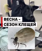 Владельцы пушистых, ловите лайфхак.webp