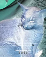 Клещи на теле кисы.webp