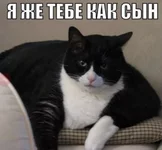 ДНК человека и кошки совпадает на 90%.webp
