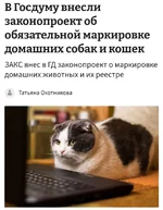 В России введут обязательную маркировку домашних животных.webp