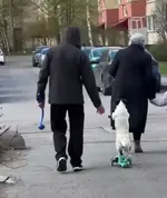 Пса-самокатчика обнаружили в Питере.webp