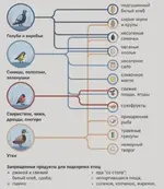 Правильно подкармливаем птиц.webp