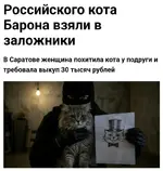 В Саратове кота взяли в заложники и требовали за него выкуп.webp