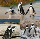 Африканские пингвины на грани исчезновения.webp