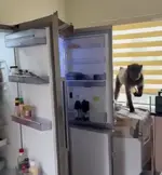 1781661351247.webp
